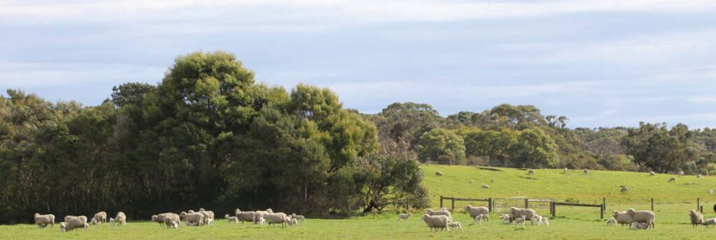 Sheep grazing beside a line of remnant trees on South Gippsland farmland