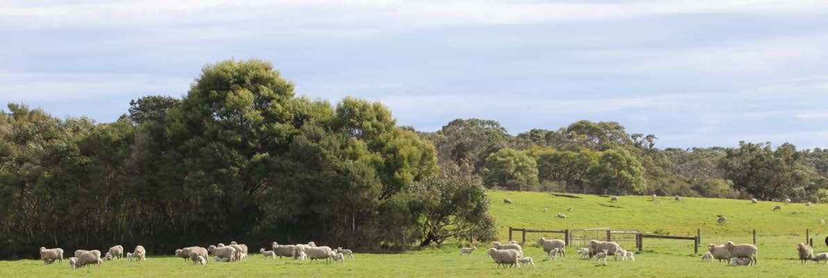Sheep grazing beside a line of remnant trees on South Gippsland farmland