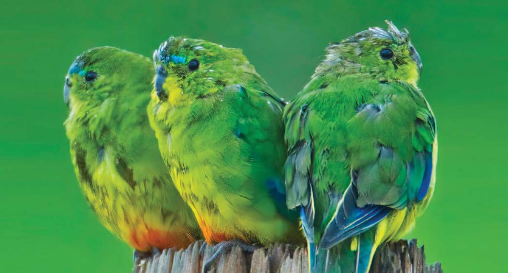 Three orange-bellied parrots perched together