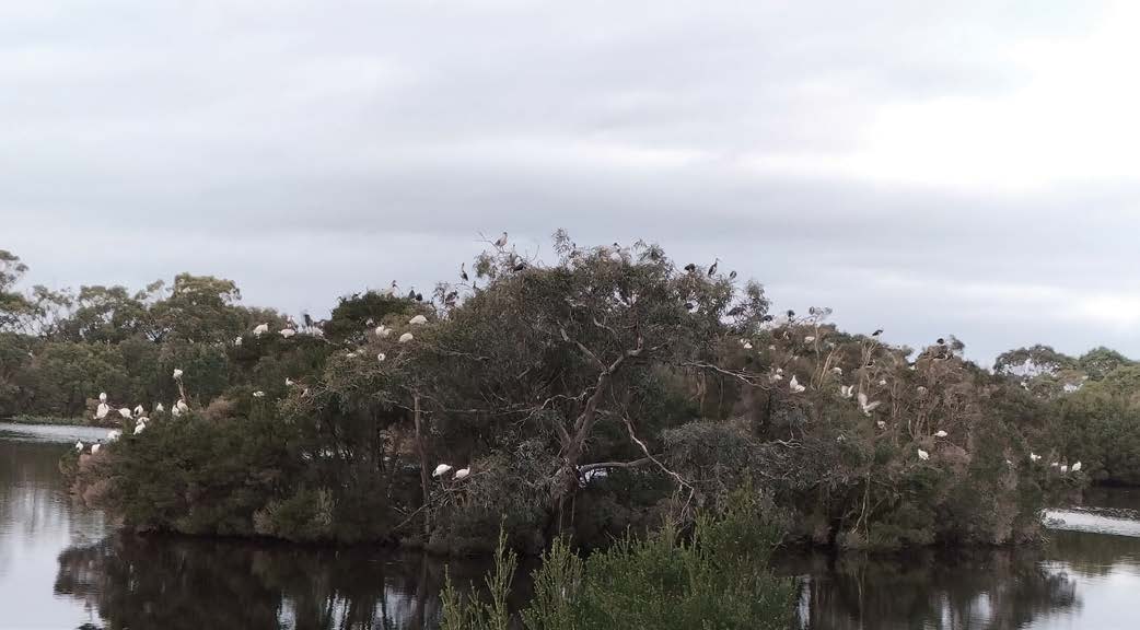 Mangroves at the water’s edge with egrets roosting in the canopy