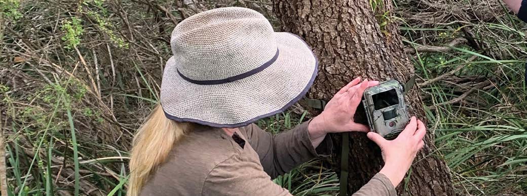 A person in a sun hat setting up a wildlife camera trap on a tree
